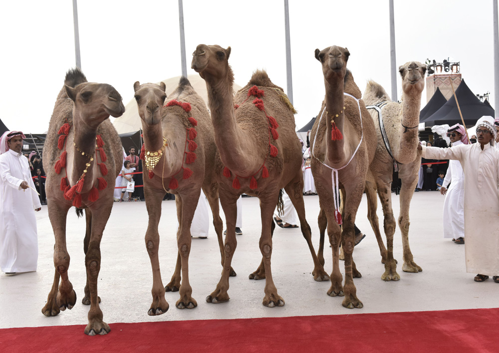 Saudi Arabia Hosts World’s Biggest Camel Festival About Her