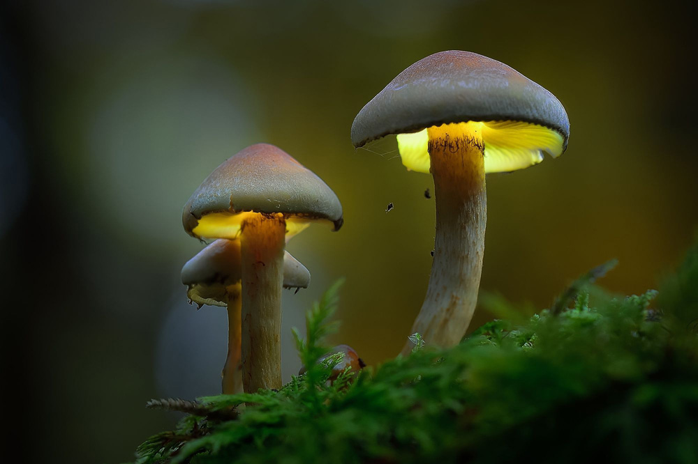 Magical and Mysterious: Discover the Diverse World of Mushrooms | About Her