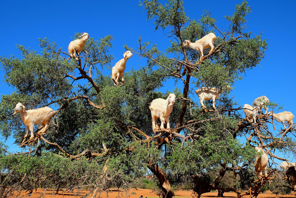 ‘Tis the Season: Christmas Tree Decorated with Goats in Morocco | About Her