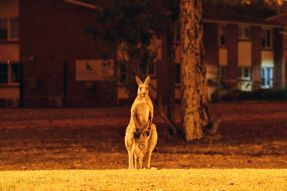 kangaroo fire gloves