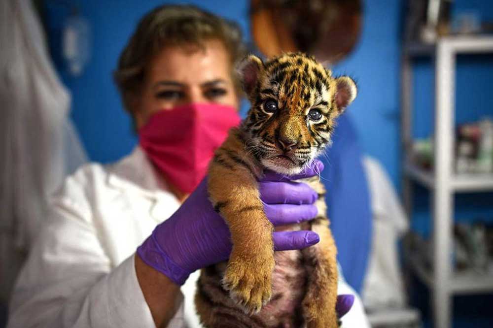 The Independent - One of three newborn white Bengal tiger cubs is pictured  with its mother in La Pastora Zoo in the municipality of Guadalupe, Mexico