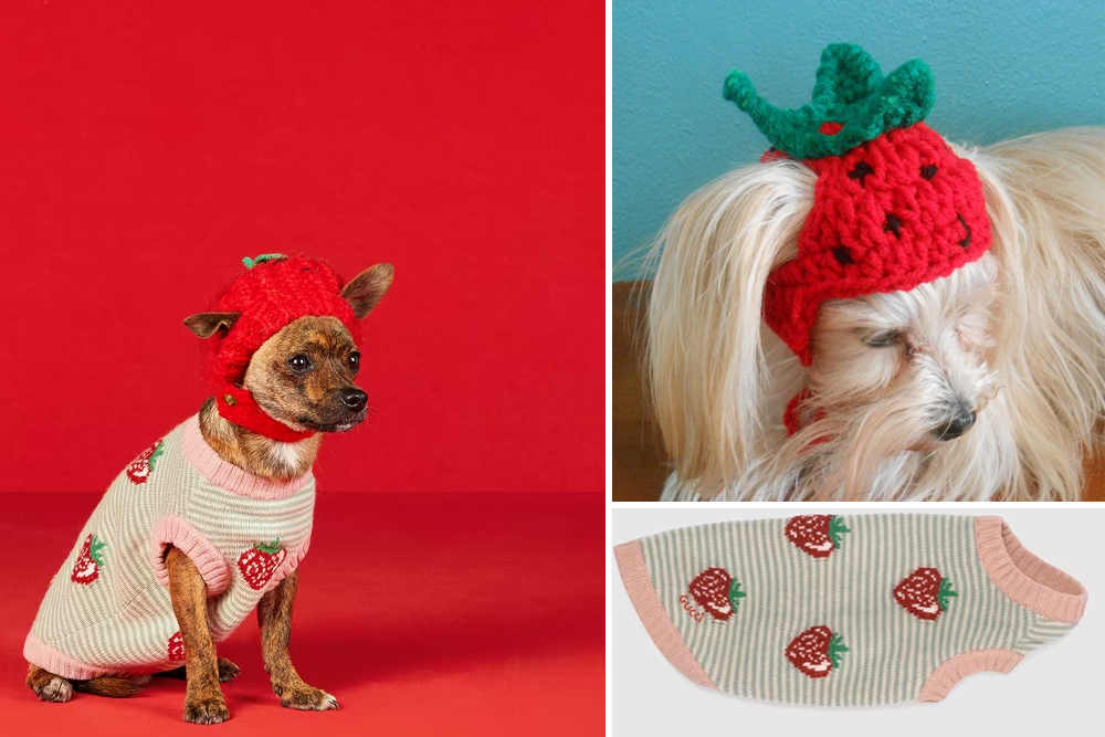 Gucci's new pet collection includes clothes and accessories