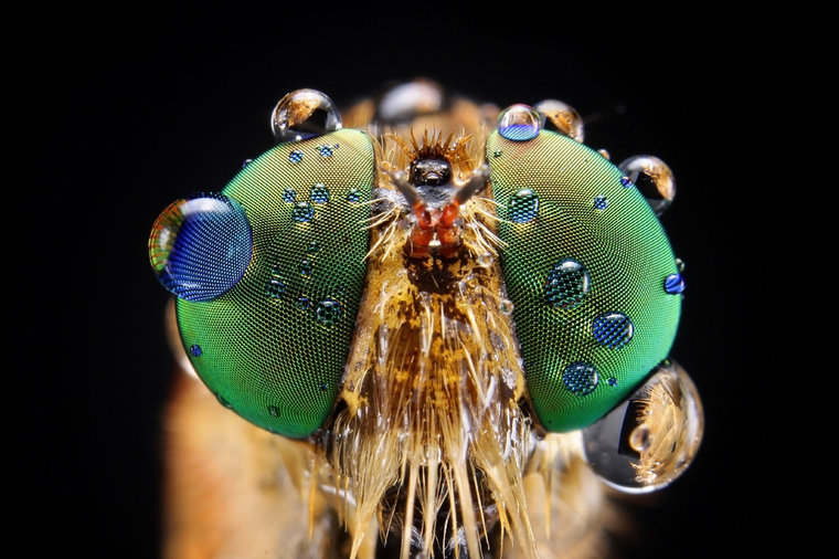 8 Incredible Close-up Macro Images of Insects Covered in Dew | About Her