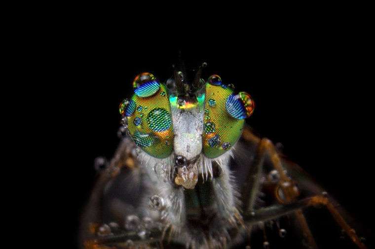 8 Incredible Close-up Macro Images Of Insects Covered In Dew 