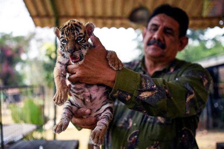 The Independent - One of three newborn white Bengal tiger cubs is pictured  with its mother in La Pastora Zoo in the municipality of Guadalupe, Mexico