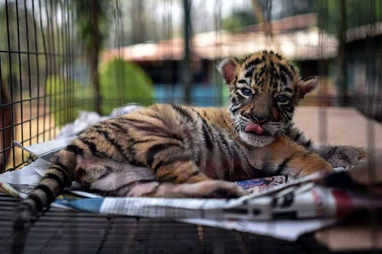 The Independent - One of three newborn white Bengal tiger cubs is pictured  with its mother in La Pastora Zoo in the municipality of Guadalupe, Mexico